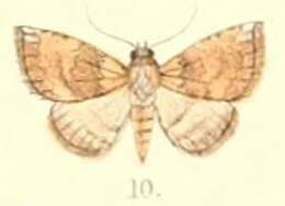 Image of Autoba obscura Moore 1892