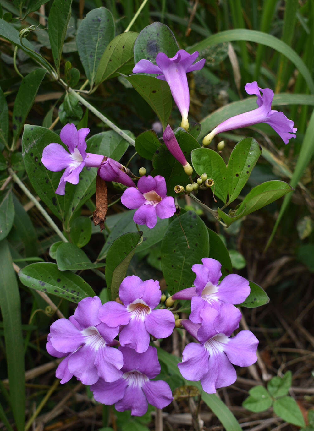 Image de Bignonia magnifica Bull