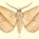 Image of Ugia transversa Moore 1882