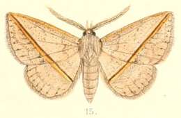 Image of Ugia transversa Moore 1882