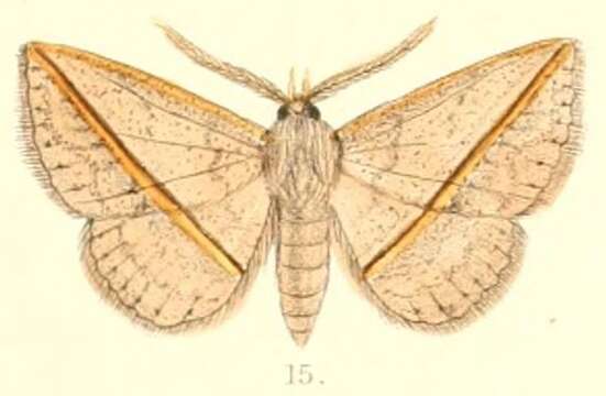 Image of Ugia transversa Moore 1882