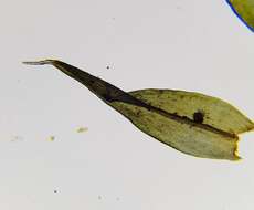 Image of Schistidium crassipilum H. Blom 1996