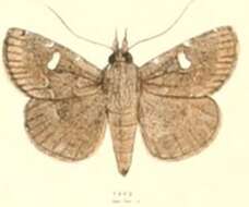 Image of Bocana silenusalis Walker 1858