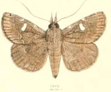 Image of Bocana silenusalis Walker 1858