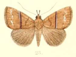Image of Harita rectilinea Moore 1882