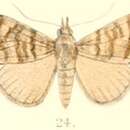 Image of Hypena denticulata Moore 1882