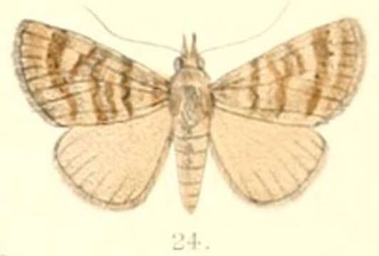 Image of Hypena denticulata Moore 1882