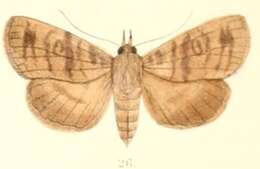 Image of Avitta fasciosa Moore 1882