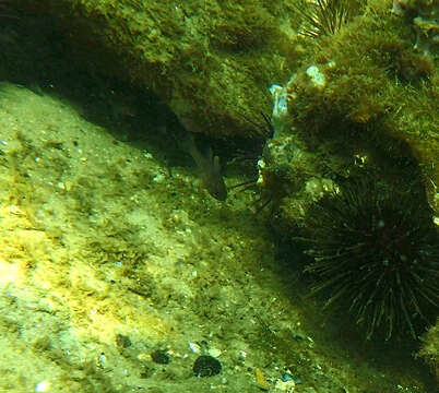 Image of Orange cardinalfish