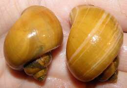 Image of Spike-topped applesnail