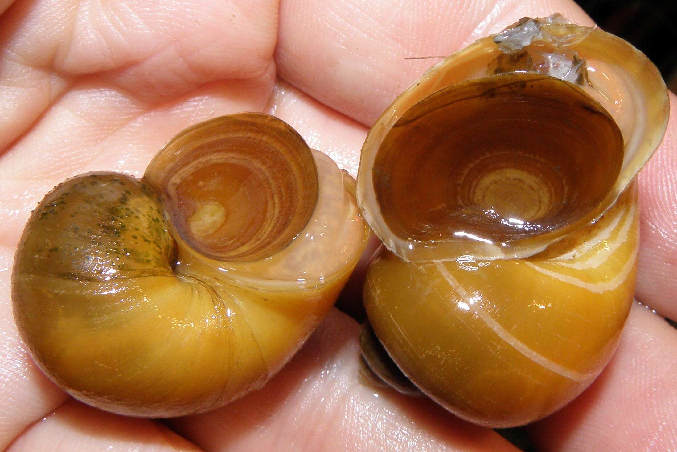 Image of Spike-topped applesnail