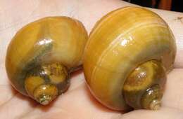 Image of Spike-topped applesnail