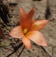 Image of Romulea setifolia var. setifolia