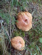 Image of Boletus chippewaensis A. H. Sm. & Thiers 1971