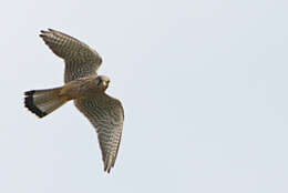 Image of kestrel, common kestrel