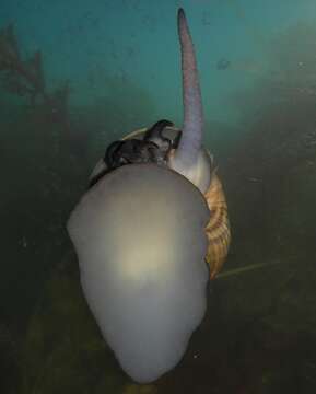 Image of Channeled Applesnail