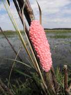 Image of Channeled Applesnail