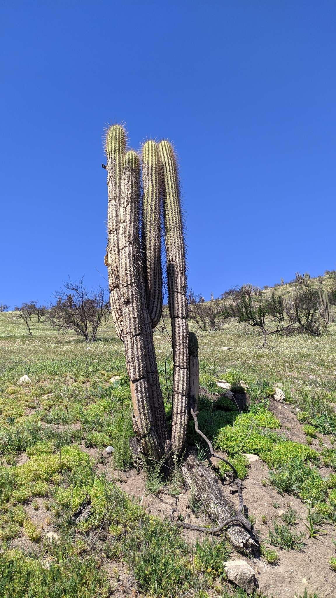 Image of Echinopsis chiloensis (Colla) H. Friedrich & G. D. Rowley