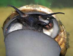 Image of Channeled Applesnail