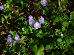 Phacelia austrotexana (J. A. Moyer) B. L. Turner的圖片