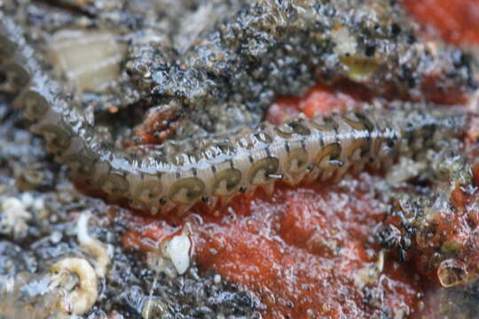 Image of Lepidastheniella comma (Thomson 1902)