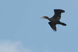 Image of Black Shag