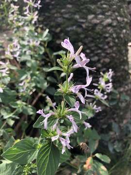 Image of Hypoestes aristata var. aristata