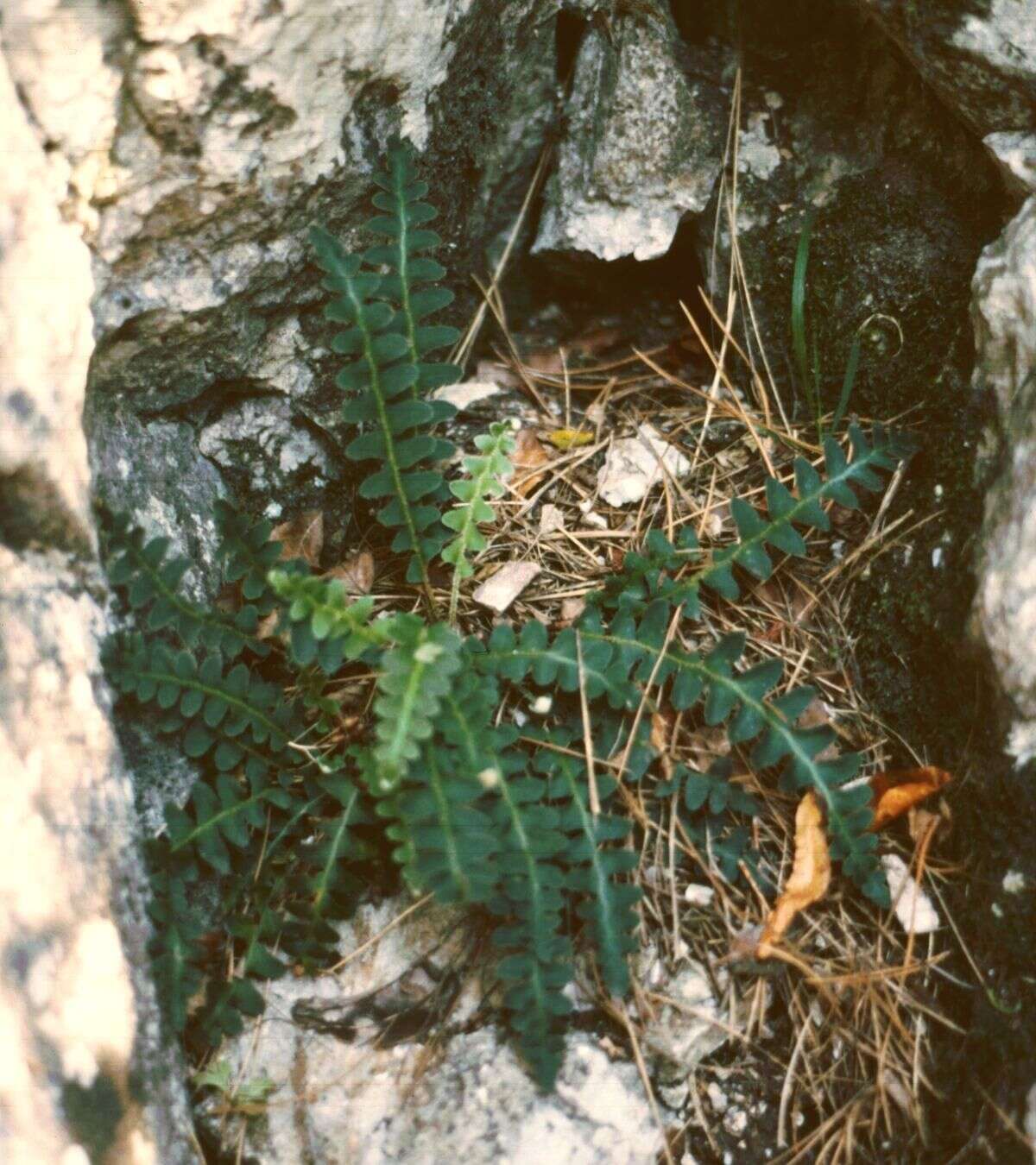 Plancia ëd Asplenium ceterach L.