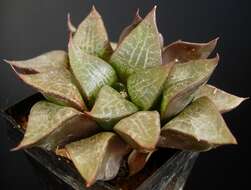 Image of Haworthia emelyae Poelln.