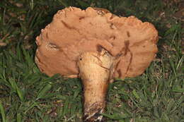 Image of Tylopilus tabacinus (Peck) Singer 1944