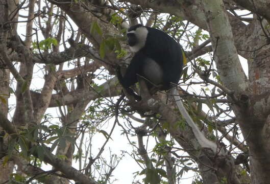 Image of Geoffroy's Black-and-White Colobus