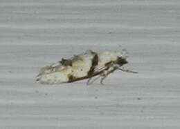 Image of Stripe-backed Moth