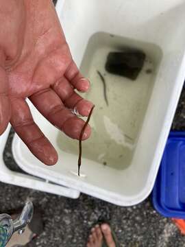 Image of Longsnout pipefish