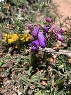 Plancia ëd Penstemon hallii A. Gray