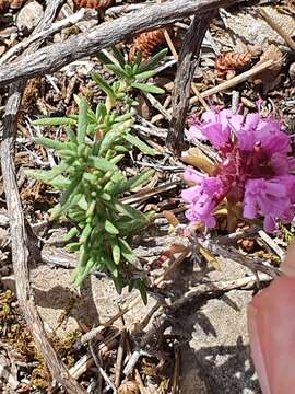 Thymus willdenowii Boiss. resmi