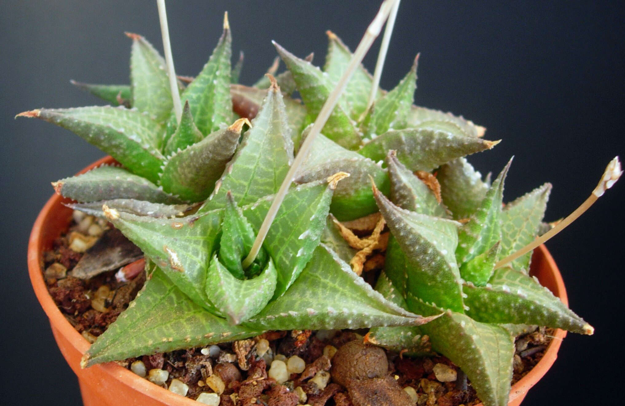 Haworthia resmi