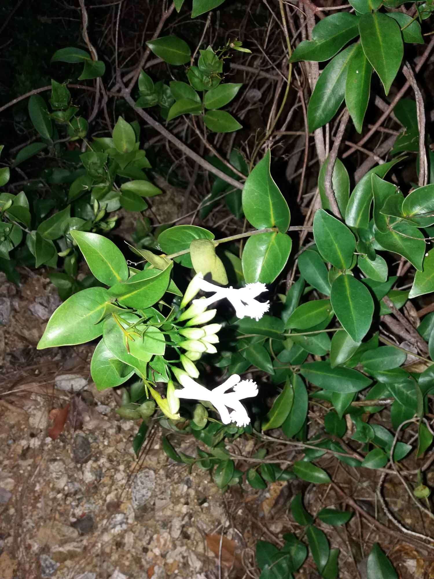 Image of Oxera neriifolia subsp. neriifolia