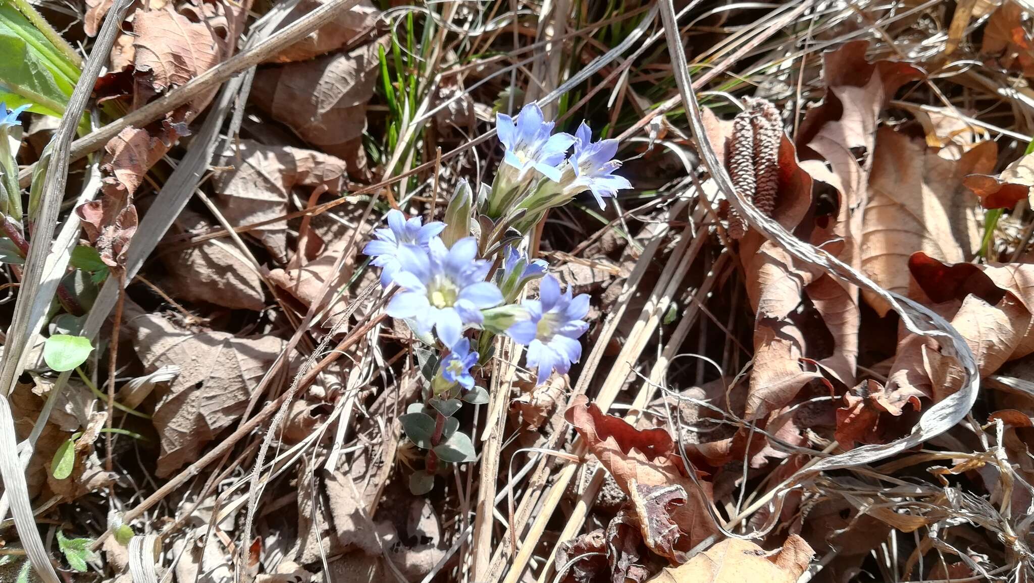 Image of Gentiana zollingeri Fawcett