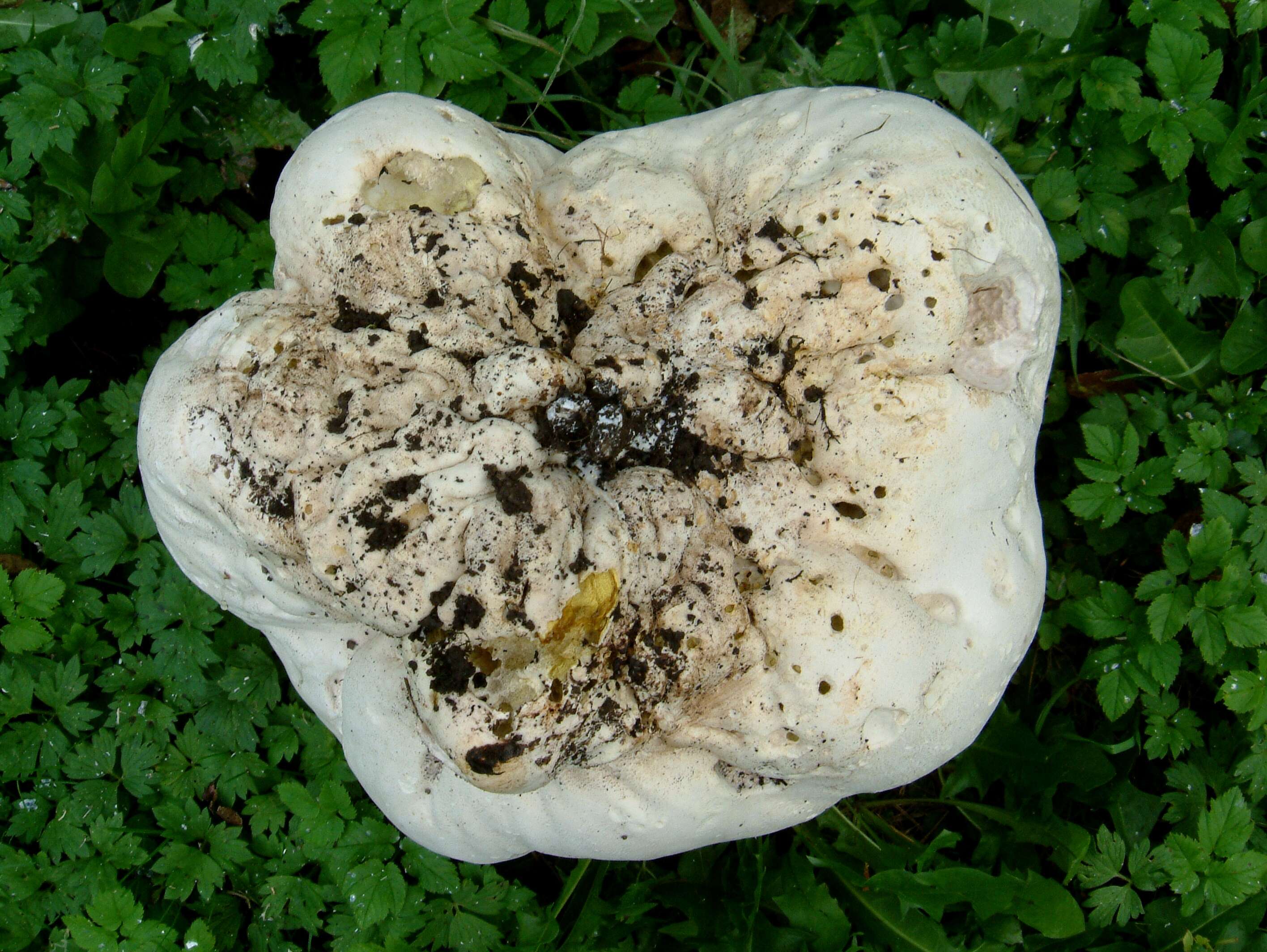 Image of Calvatia gigantea (Batsch) Lloyd 1904