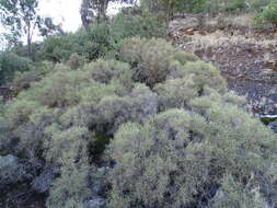 Image of Echinospartum boissieri (Spach) Rothm.