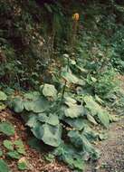 Image of Ligularia sibirica (L.) Cass.