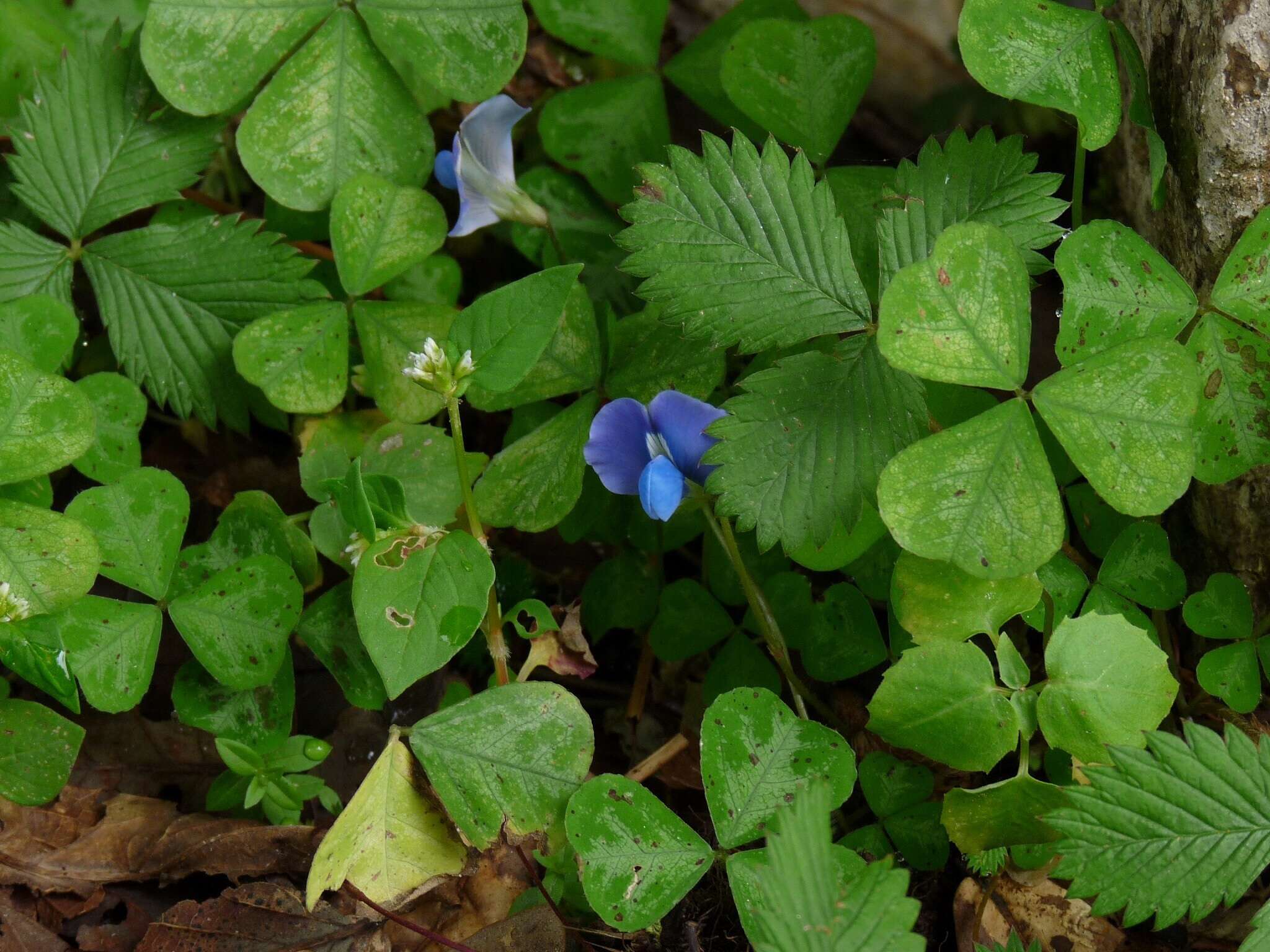 Image of blue-oxalis