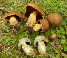 Sivun Boletus vermiculosus Peck 1872 kuva