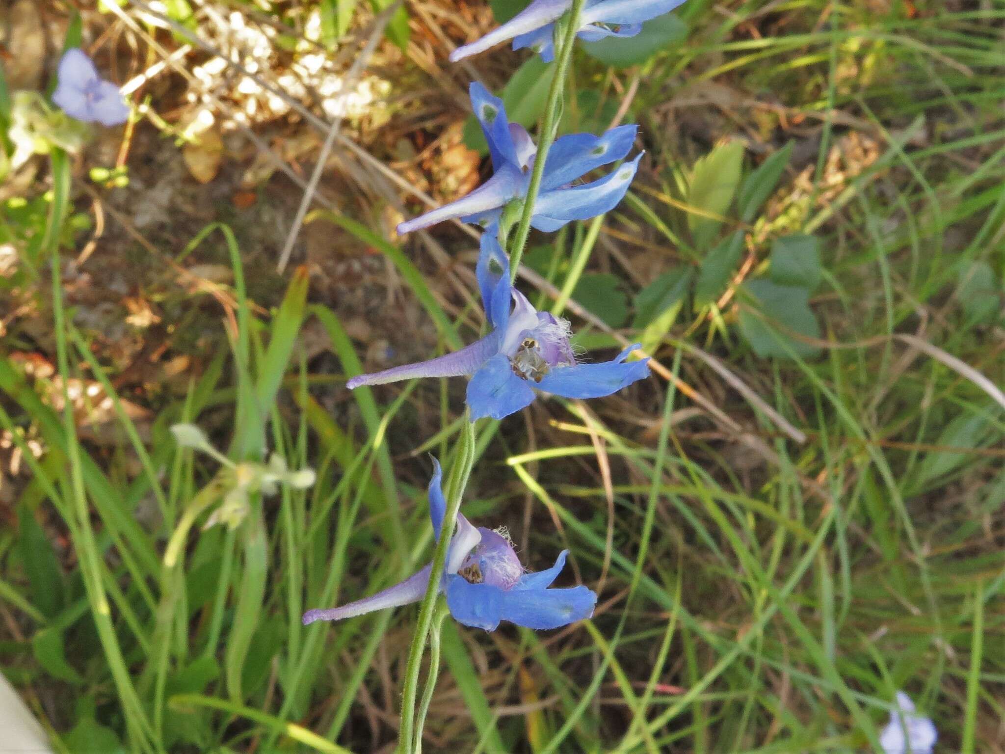 Delphinium carolinianum subsp. vimineum (D. Don) M. J. Warnock的圖片