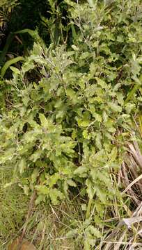 Image de Olearia albida var. angulata (T. Kirk) Allan