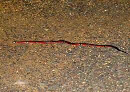 Image of West Mexican Coral Snake
