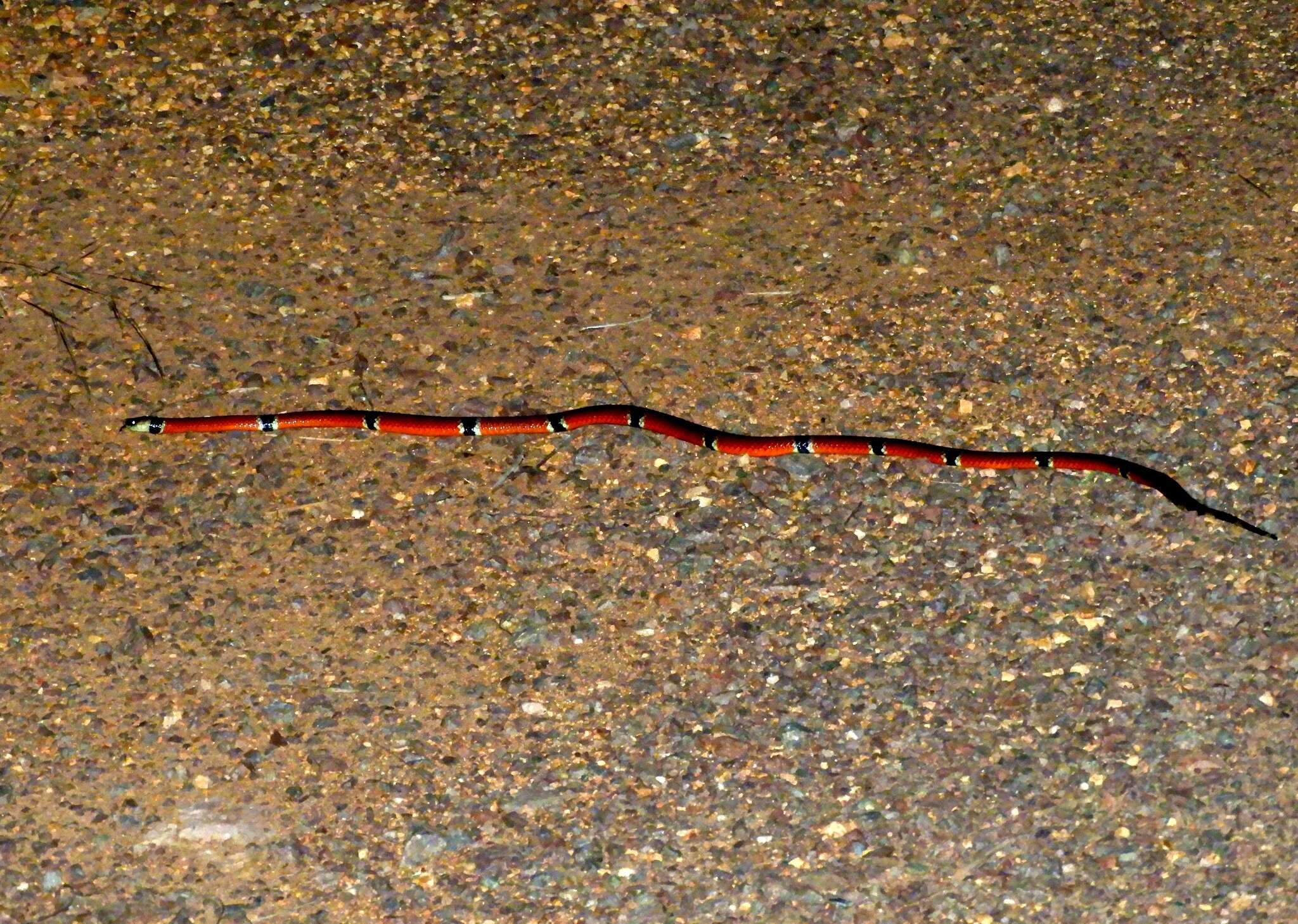 Image of West Mexican Coral Snake