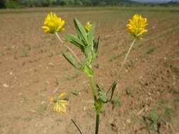 Слика од Trifolium patens Schreb.