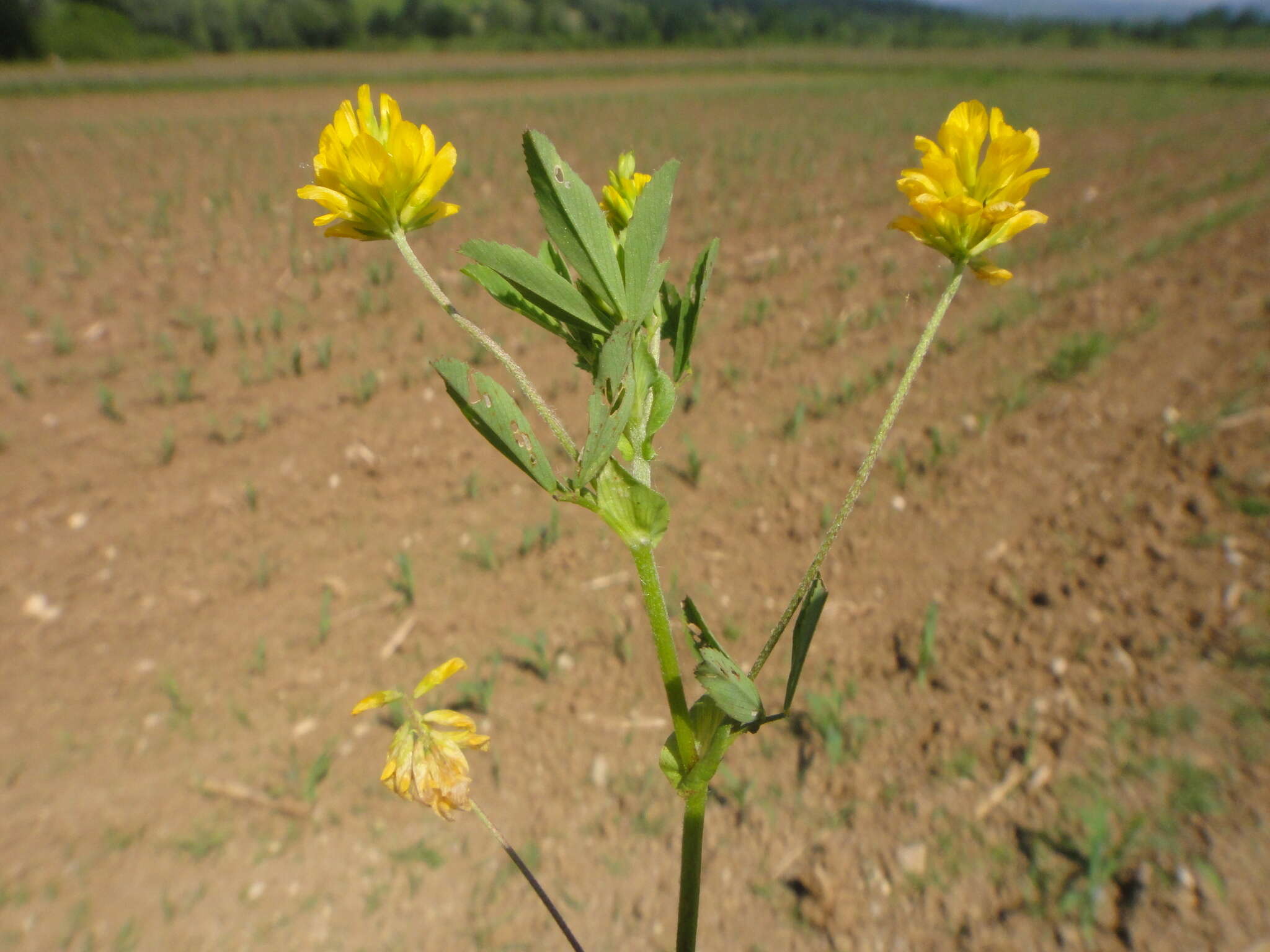 Imagem de Trifolium patens Schreb.