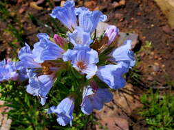 Image of Lobostemon fruticosus (L.) Buek